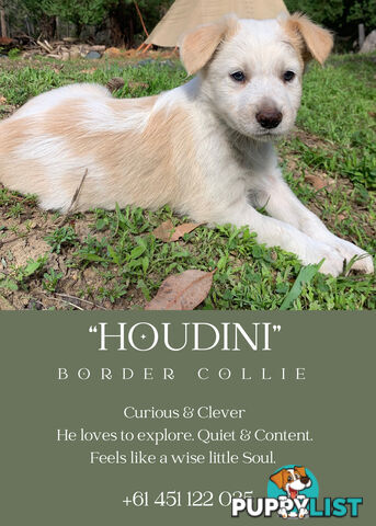 eeRed (Merle) Border Collie Pups