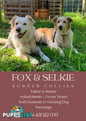 eeRed (Merle) Border Collie Pups