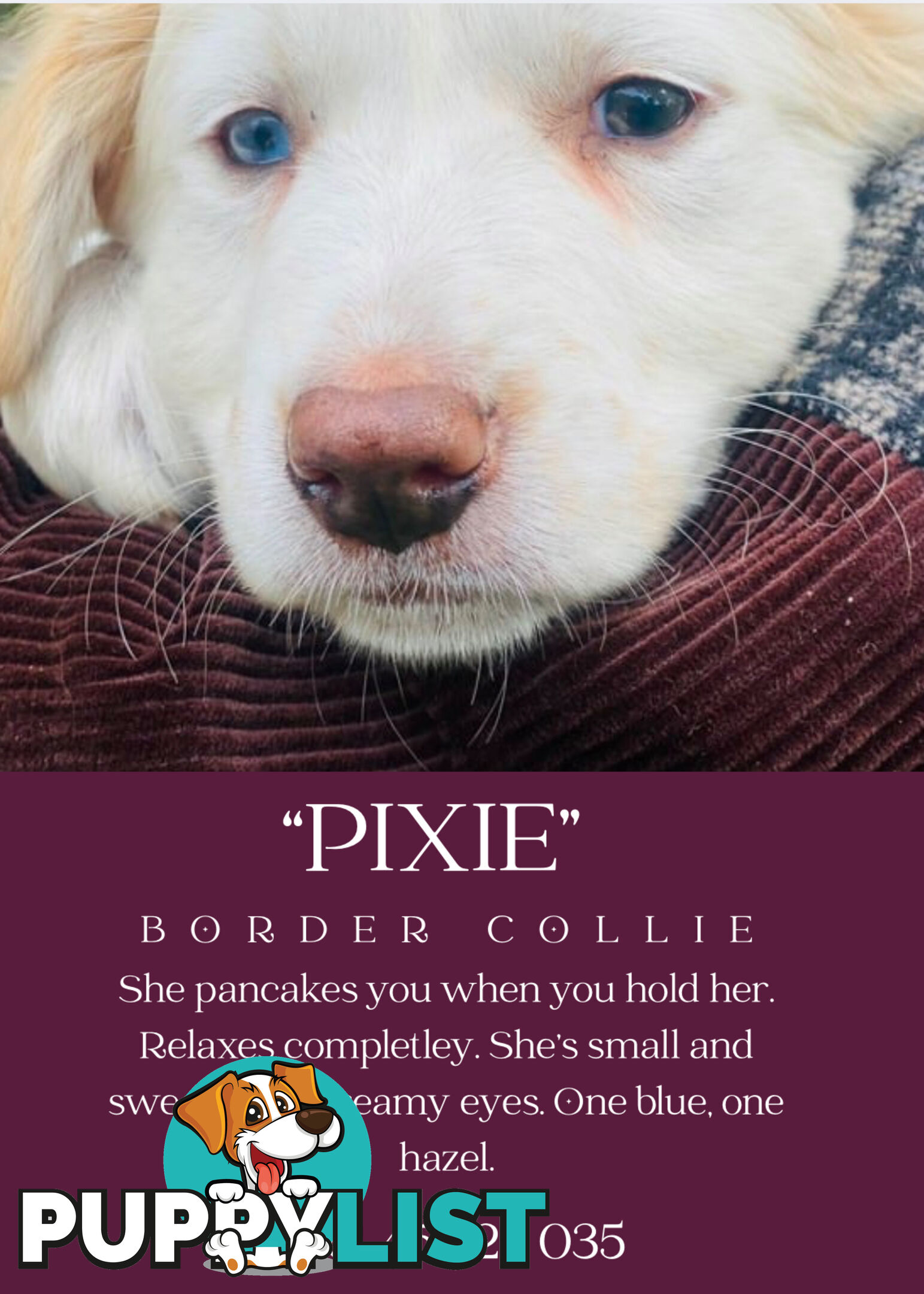 eeRed (Merle) Border Collie Pups