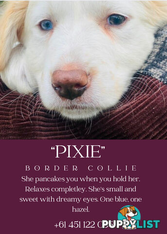 eeRed (Merle) Border Collie Pups