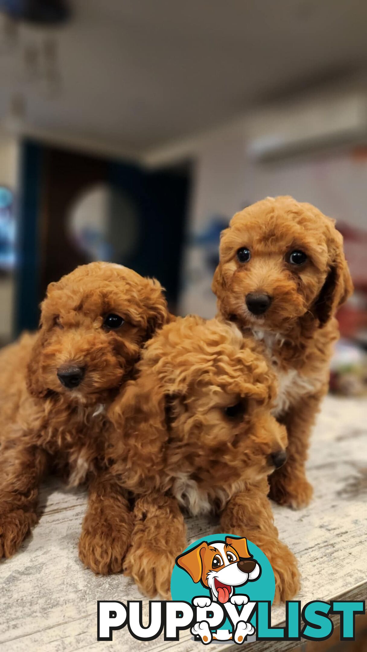 Beautiful Red Toy Cavoodle