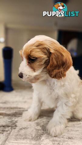 Beautiful Red Toy Cavoodle