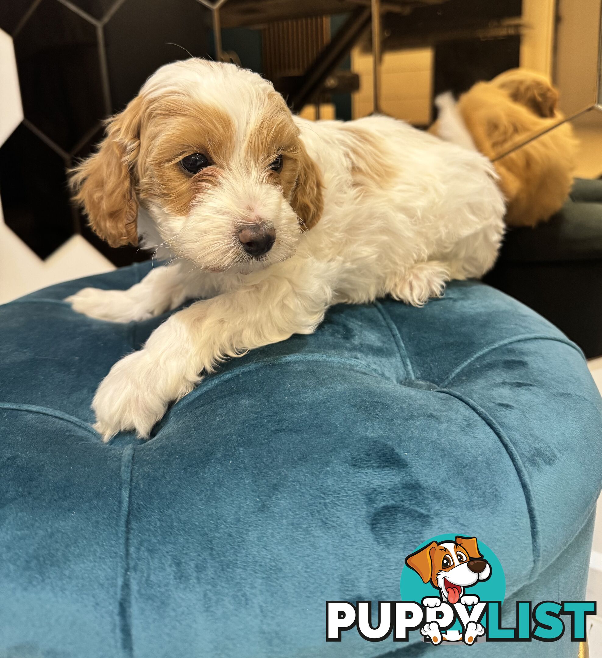 Beautiful Red Toy Cavoodle