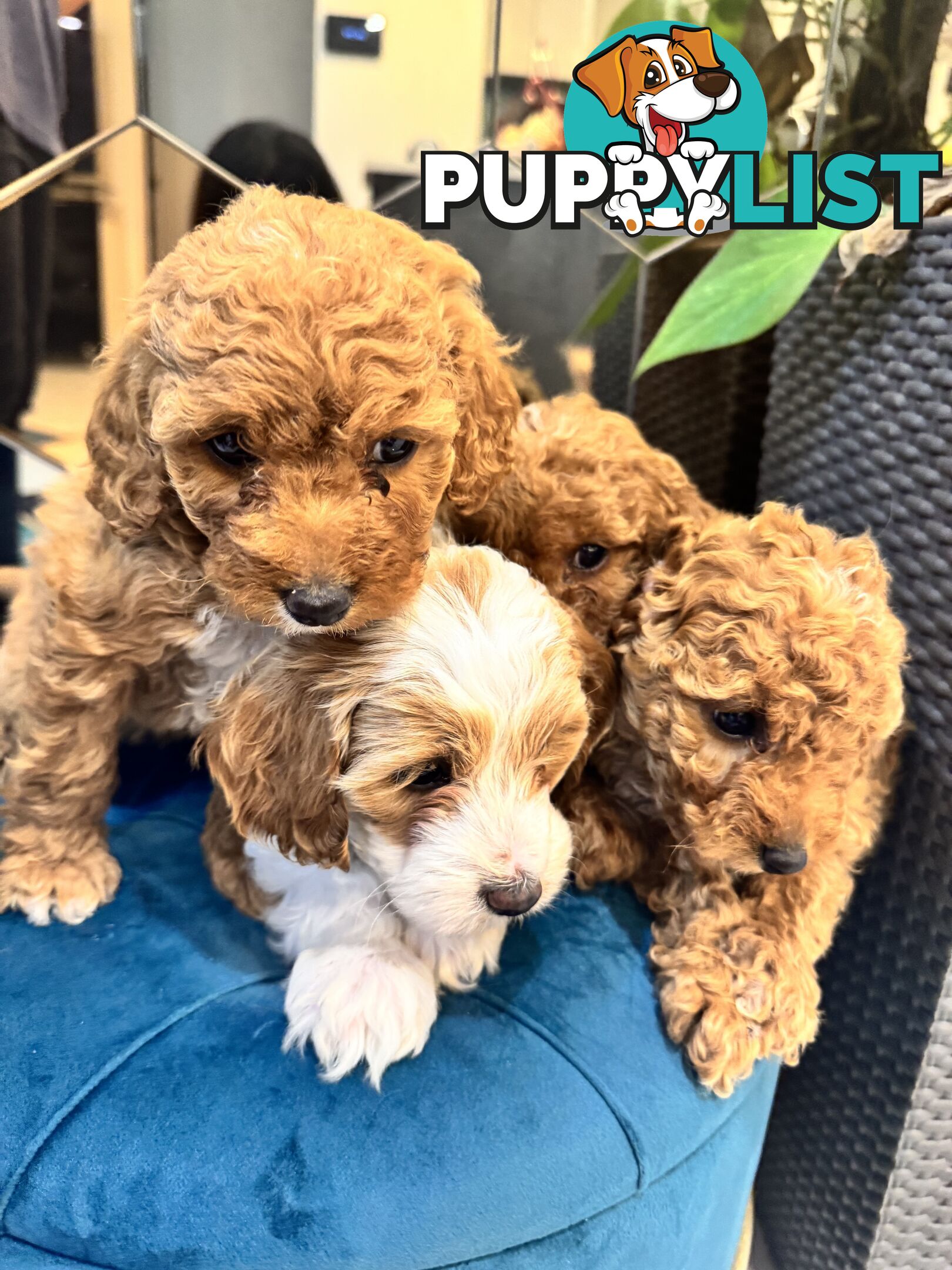 Beautiful Red Toy Cavoodle