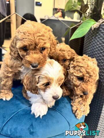 Beautiful Red Toy Cavoodle