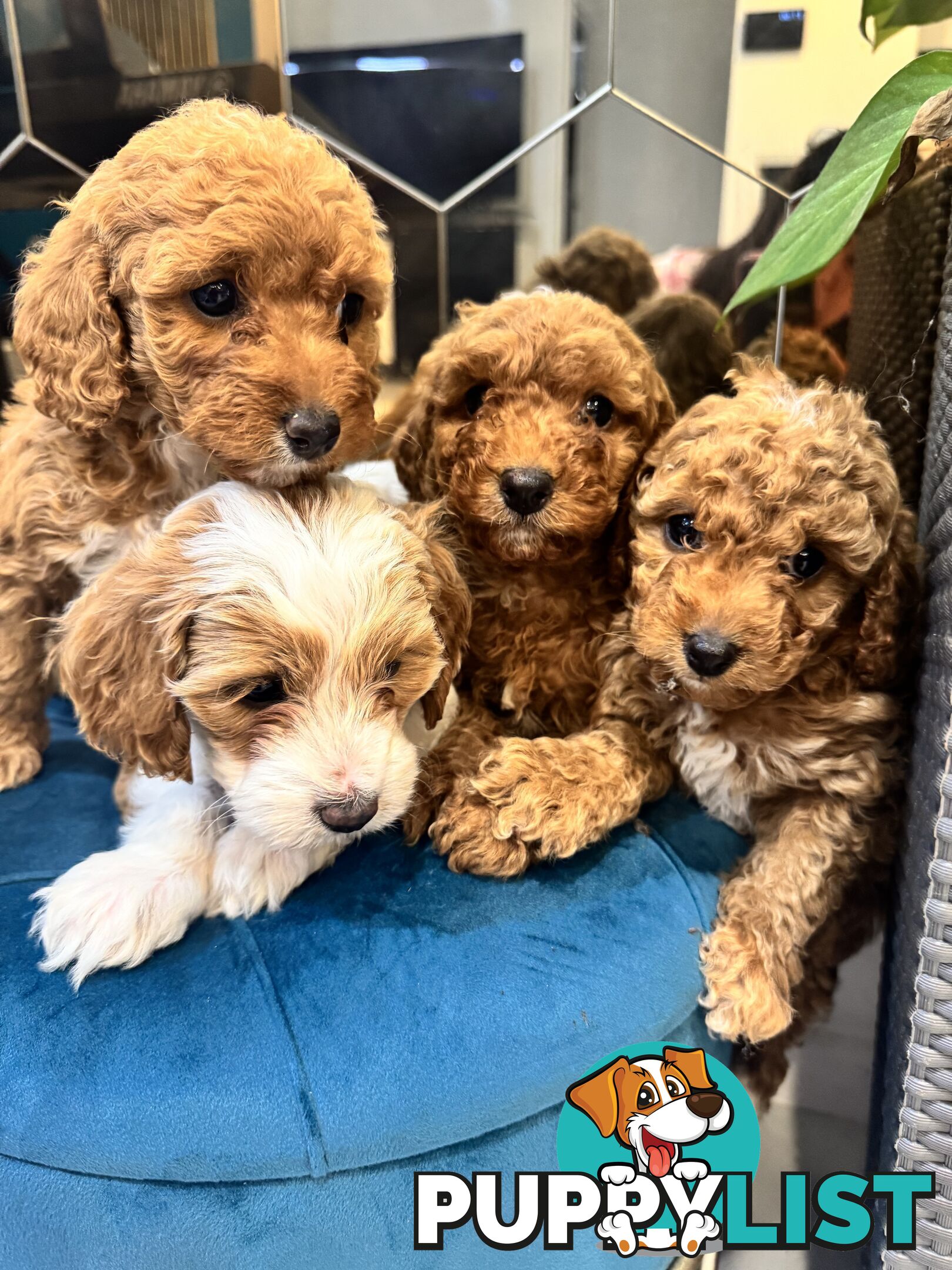 Beautiful Red Toy Cavoodle