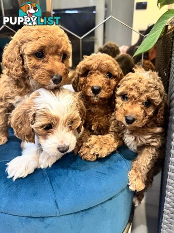 Beautiful Red Toy Cavoodle