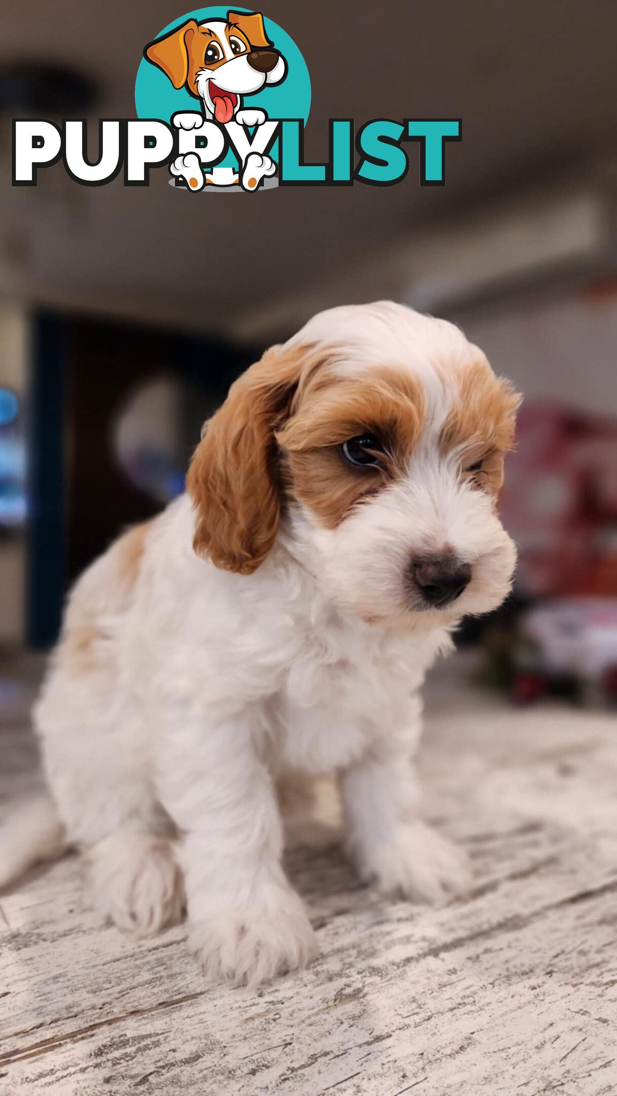 Beautiful Red Toy Cavoodle