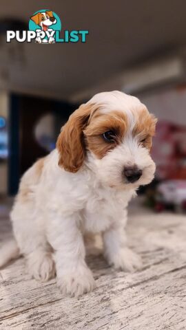 Beautiful Red Toy Cavoodle