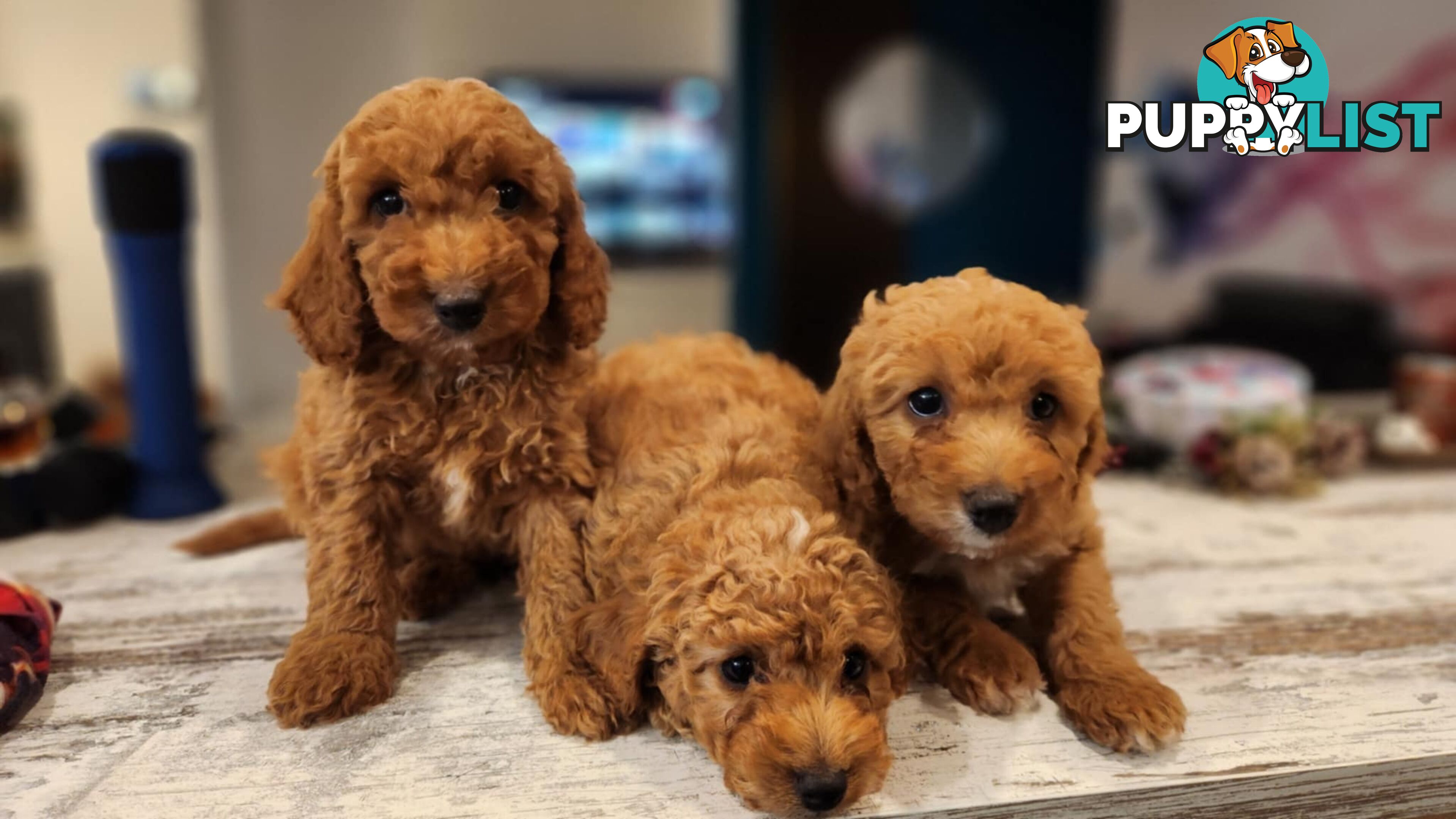 Beautiful Red Toy Cavoodle