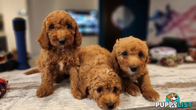 Beautiful Red Toy Cavoodle