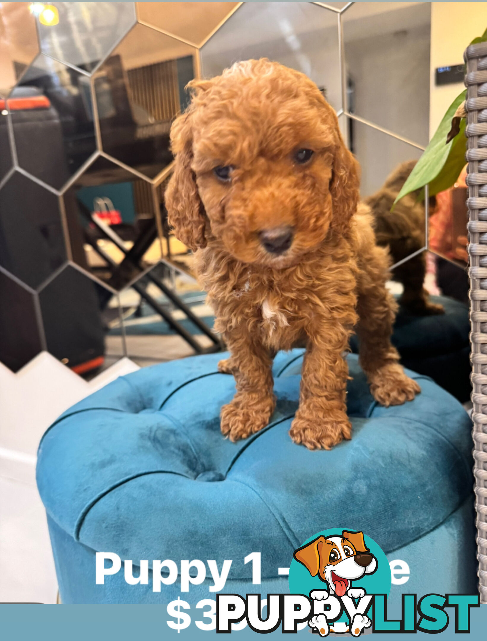 Beautiful Red Toy Cavoodle