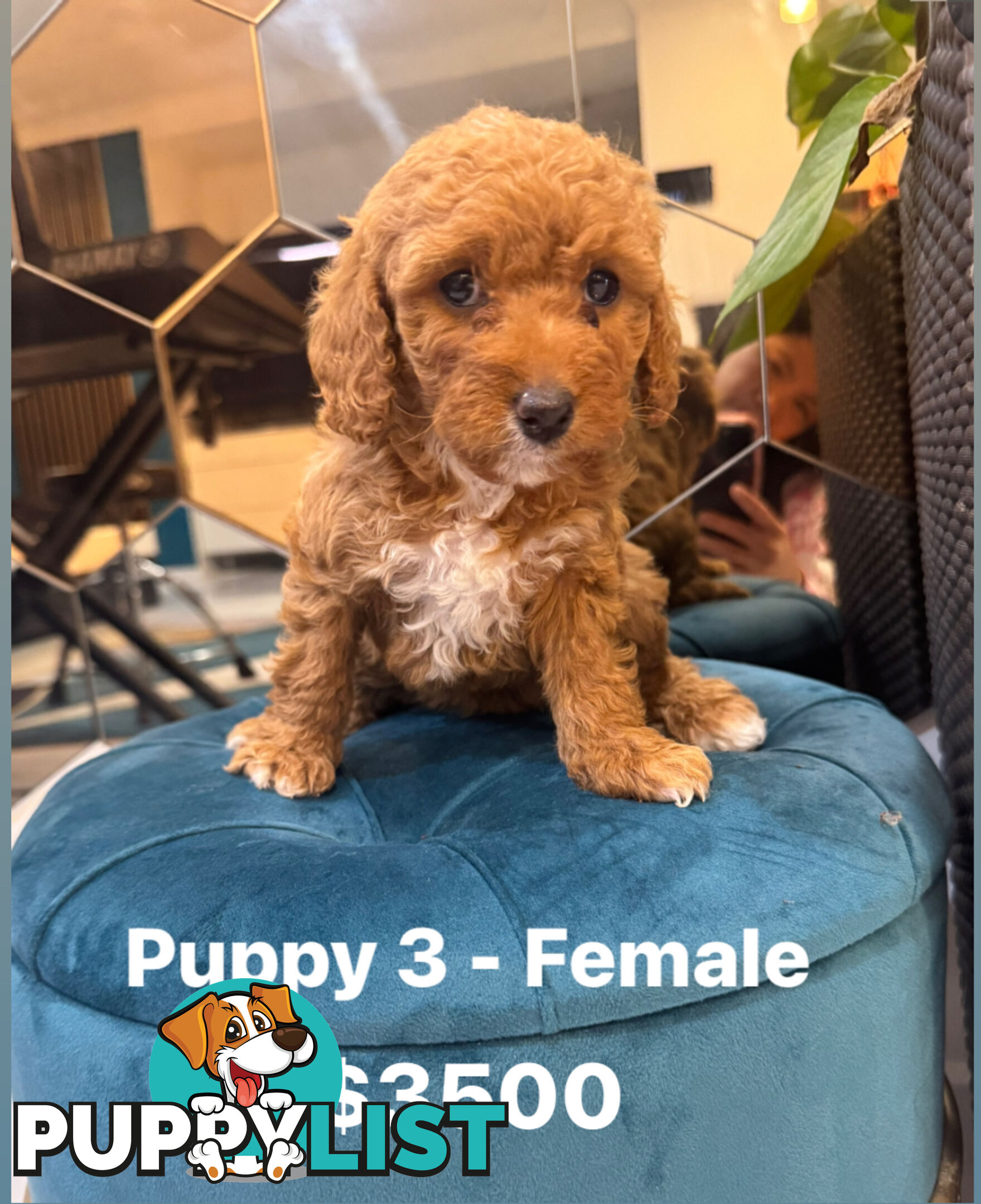 Beautiful Red Toy Cavoodle