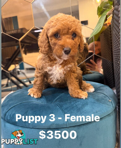 Beautiful Red Toy Cavoodle