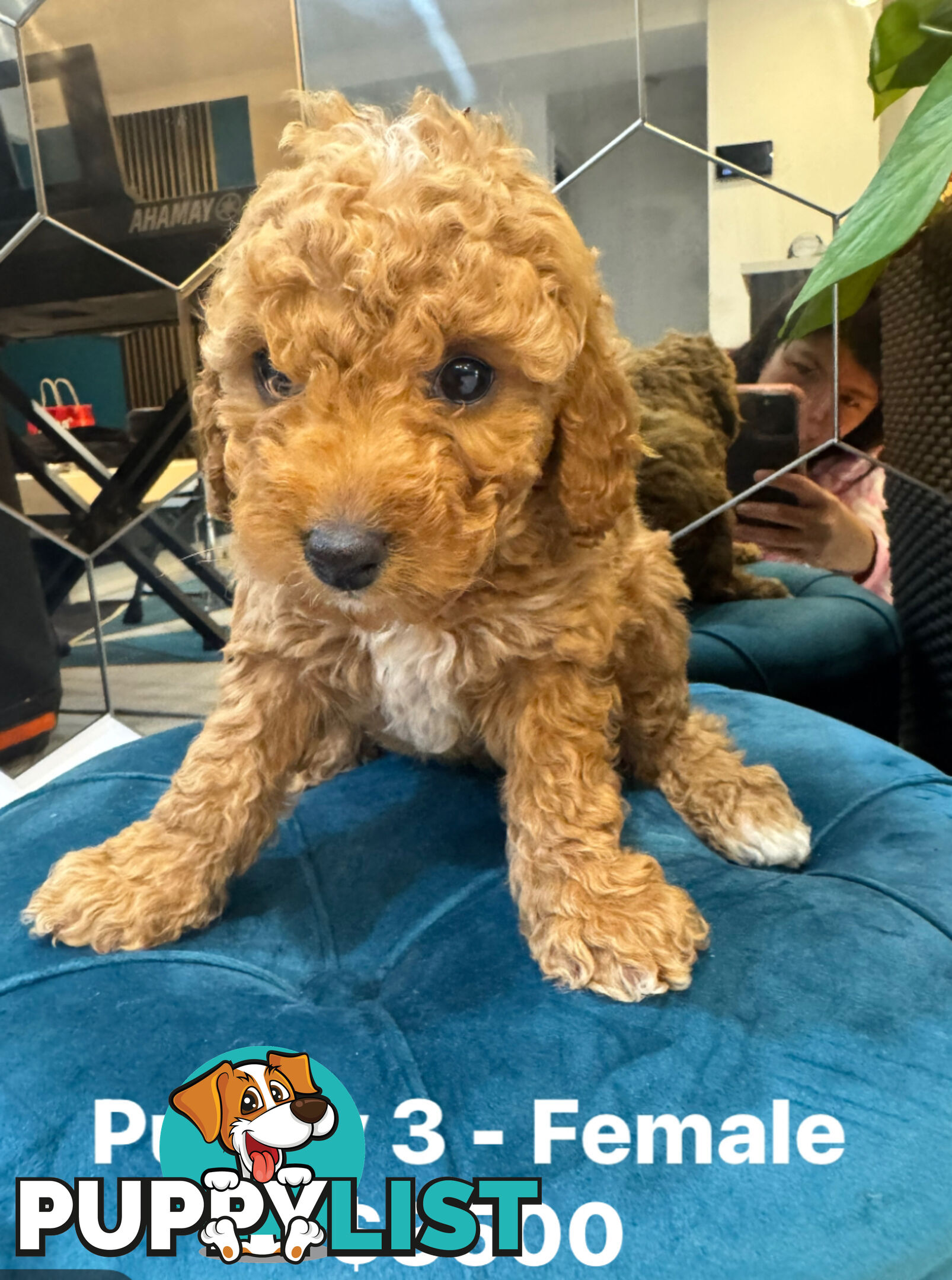 Beautiful Red Toy Cavoodle