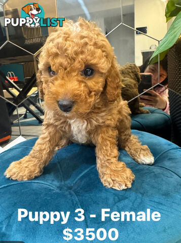 Beautiful Red Toy Cavoodle