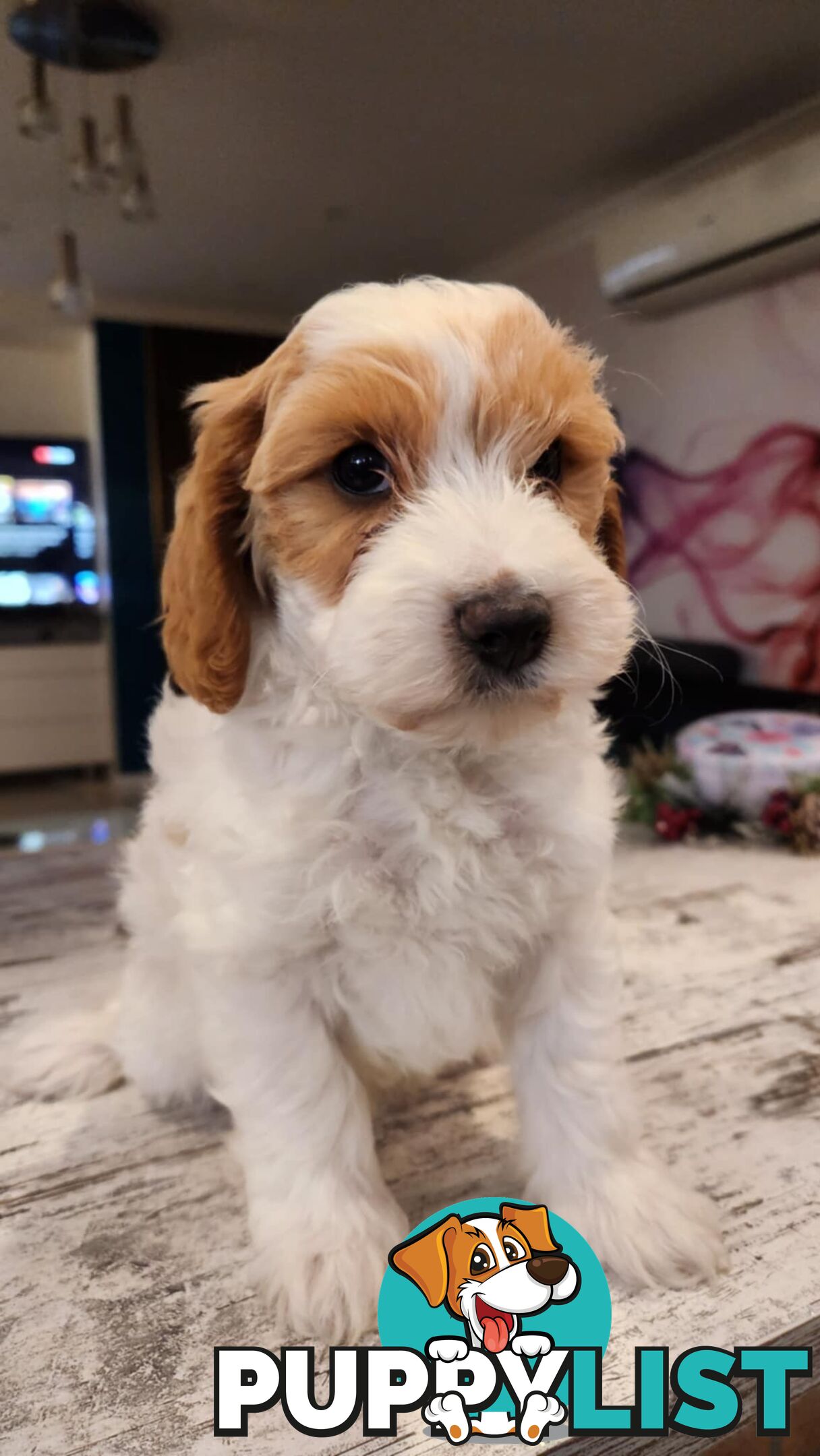 Beautiful Red Toy Cavoodle