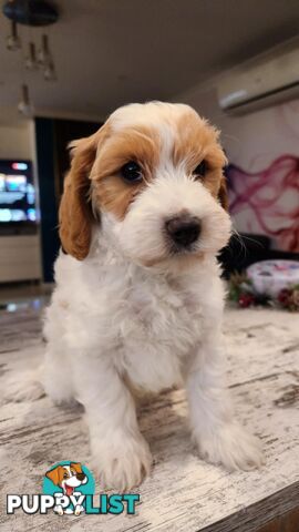 Beautiful Red Toy Cavoodle