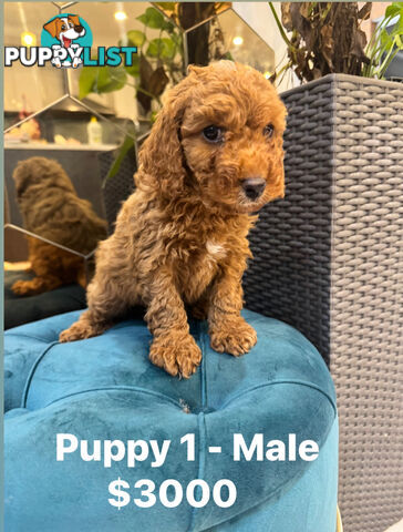 Beautiful Red Toy Cavoodle