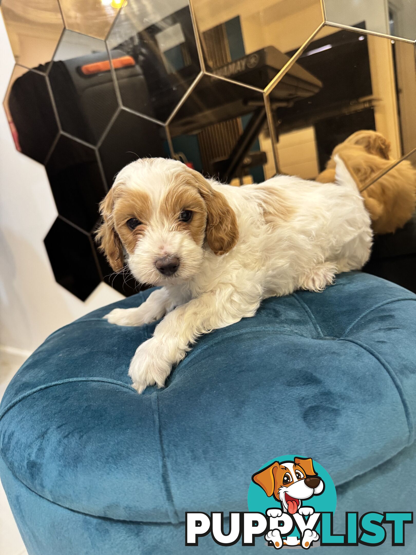 Beautiful Red Toy Cavoodle