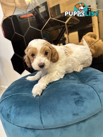 Beautiful Red Toy Cavoodle