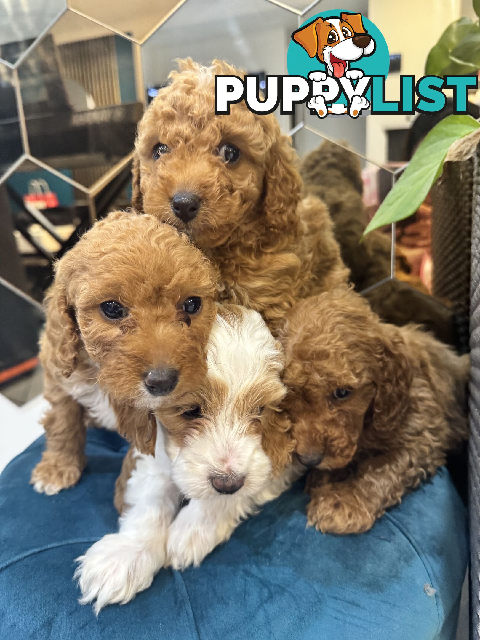 Beautiful Red Toy Cavoodle