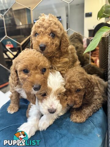 Beautiful Red Toy Cavoodle