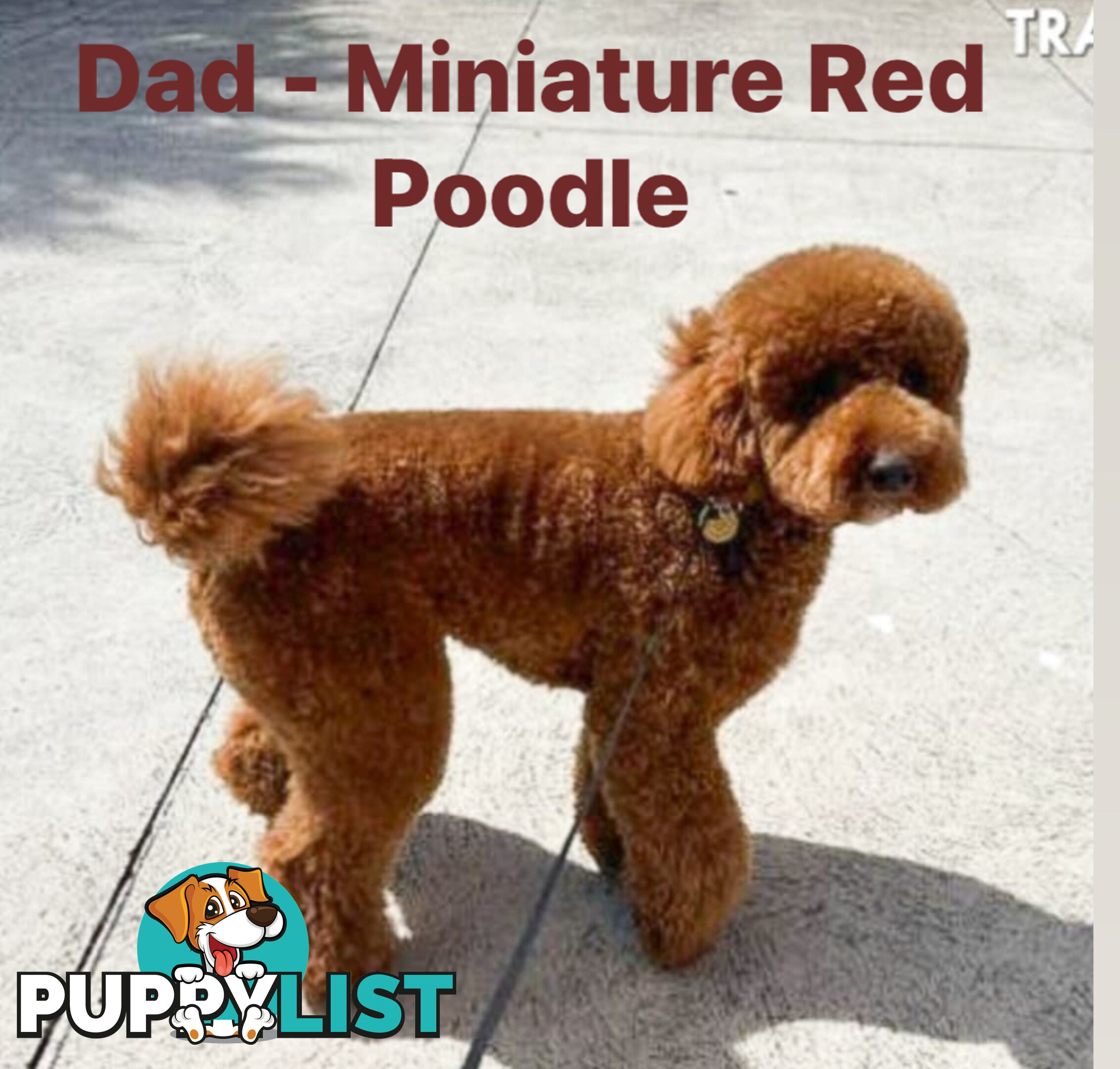 Beautiful Red Toy Cavoodle