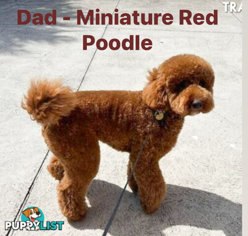 Beautiful Red Toy Cavoodle