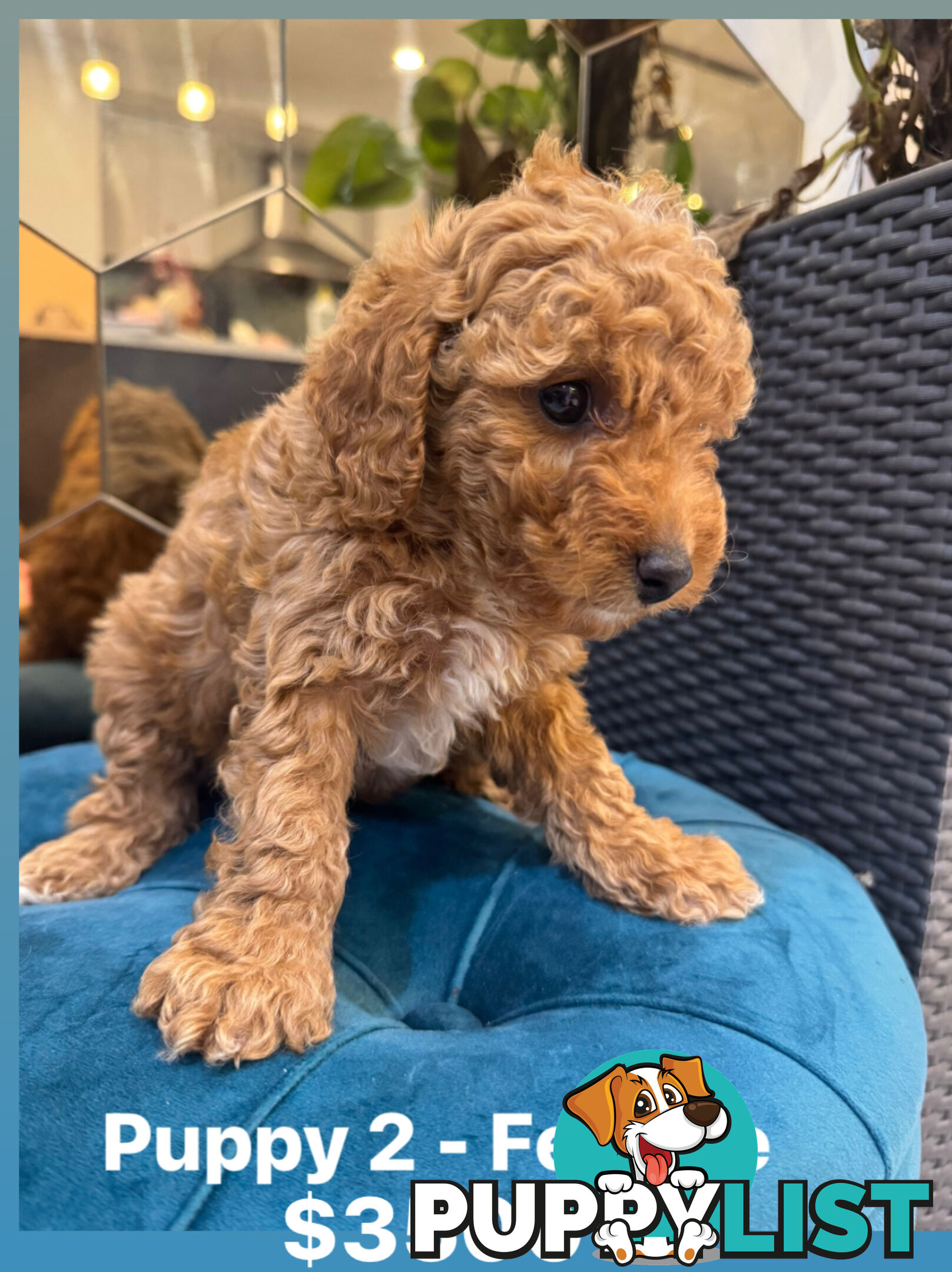 Beautiful Red Toy Cavoodle