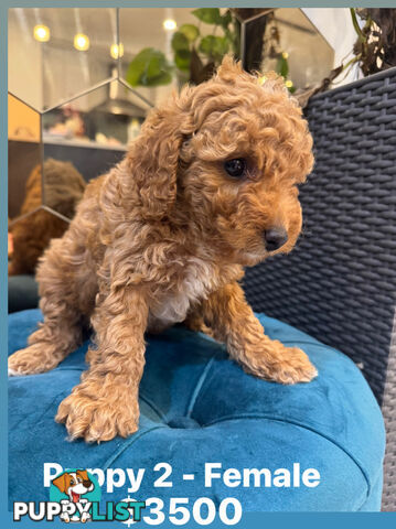 Beautiful Red Toy Cavoodle