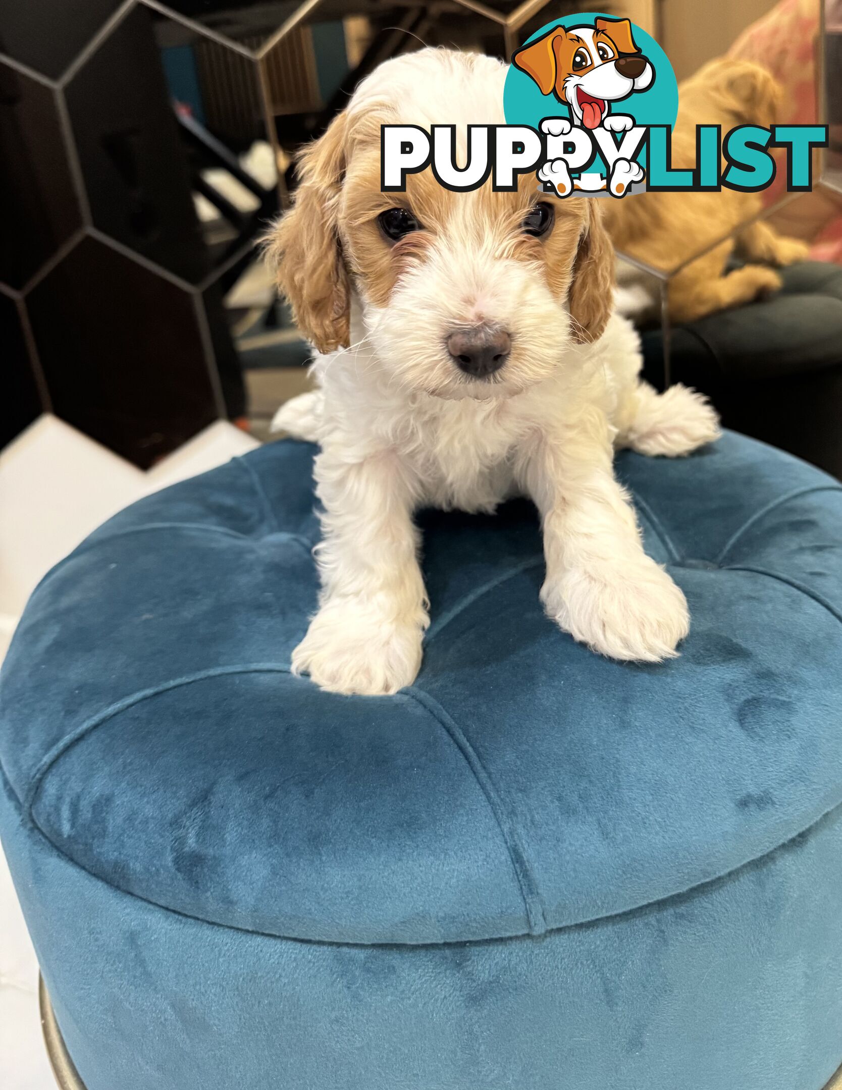 Beautiful Red Toy Cavoodle