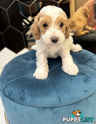 Beautiful Red Toy Cavoodle