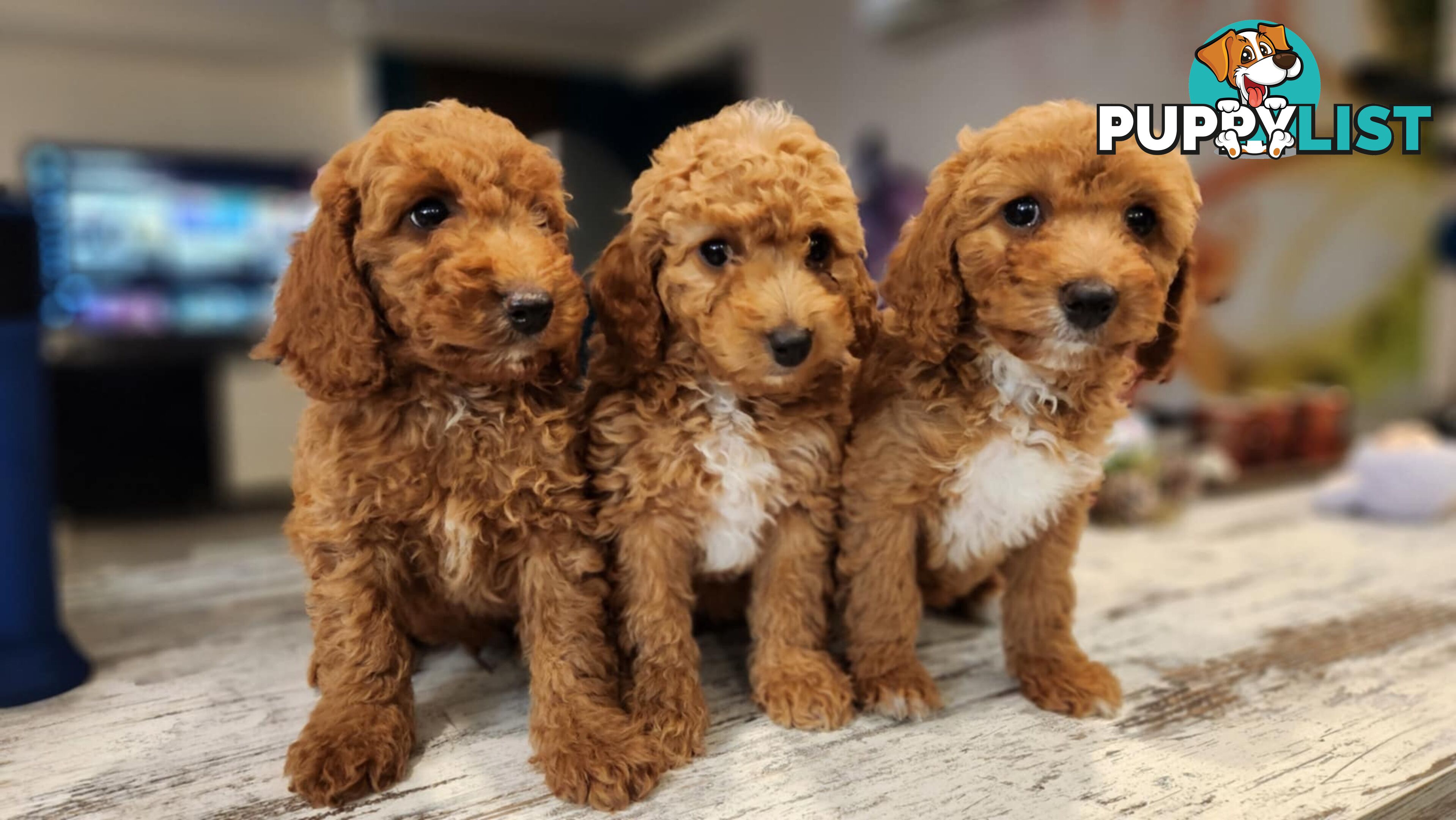 Beautiful Red Toy Cavoodle