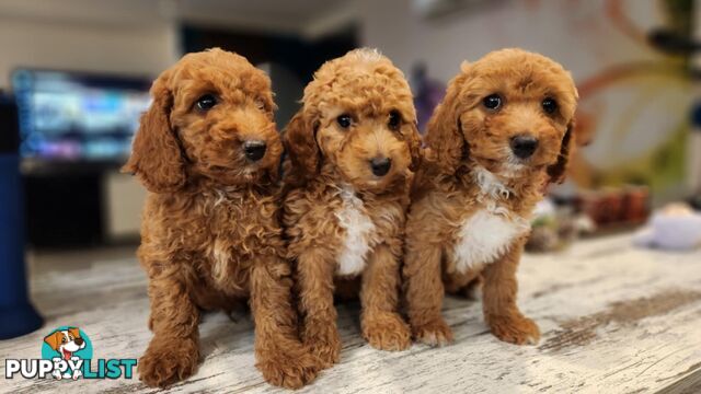 Beautiful Red Toy Cavoodle