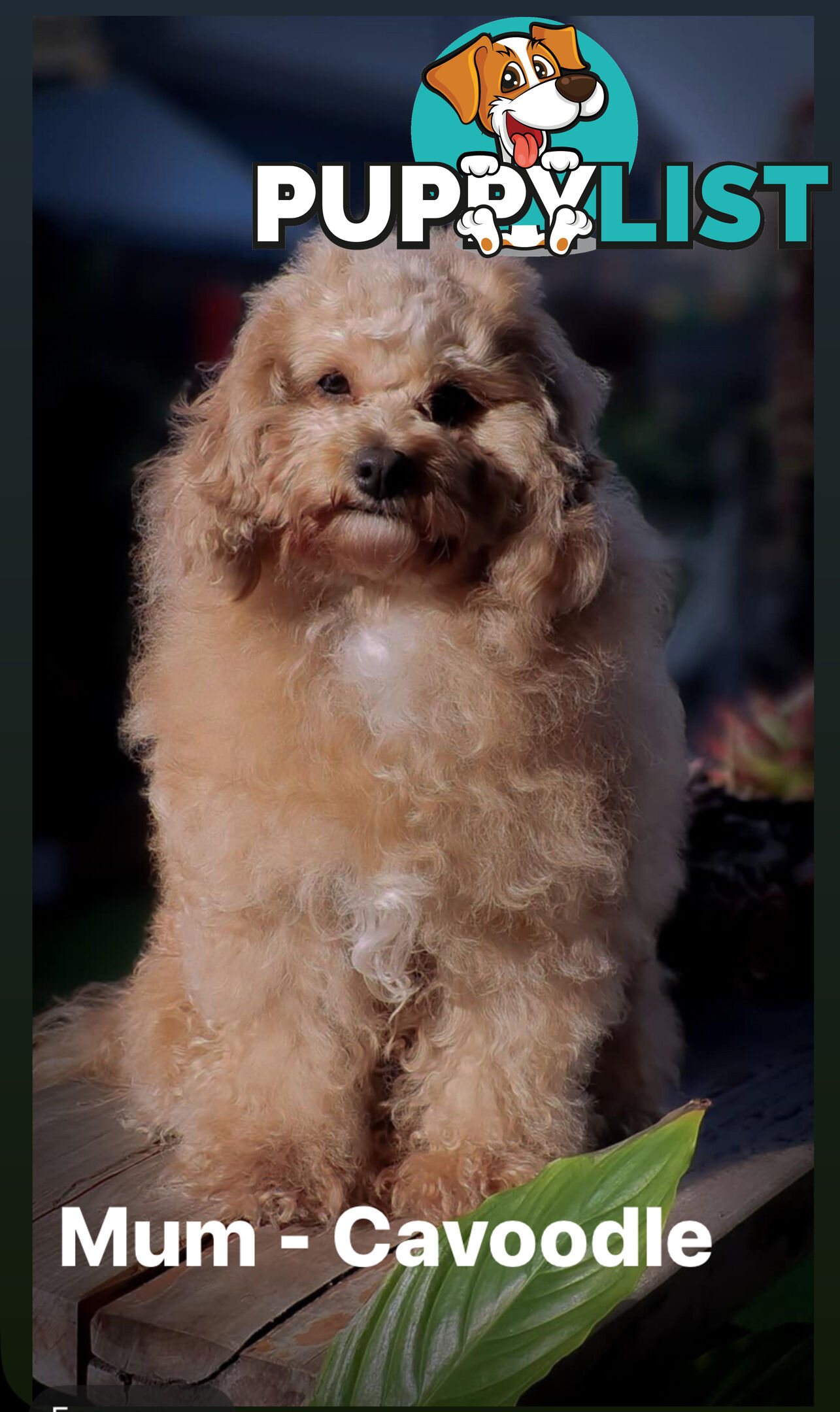 Beautiful Red Toy Cavoodle