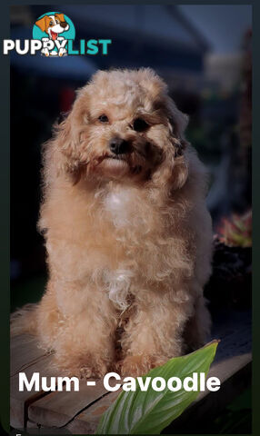 Beautiful Red Toy Cavoodle