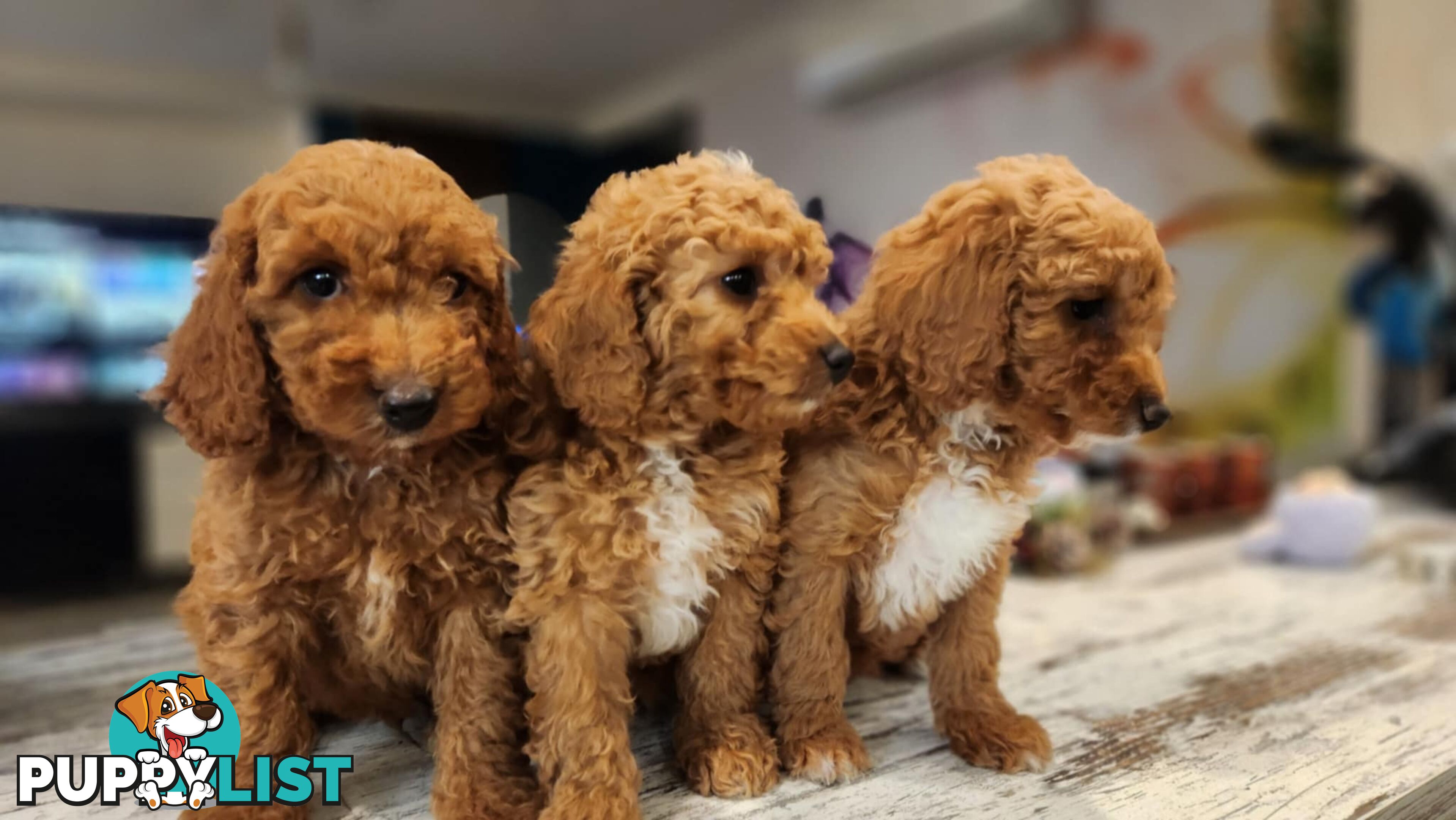 Beautiful Red Toy Cavoodle