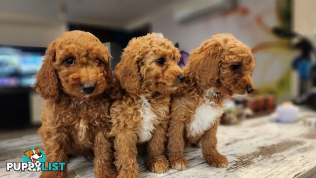 Beautiful Red Toy Cavoodle