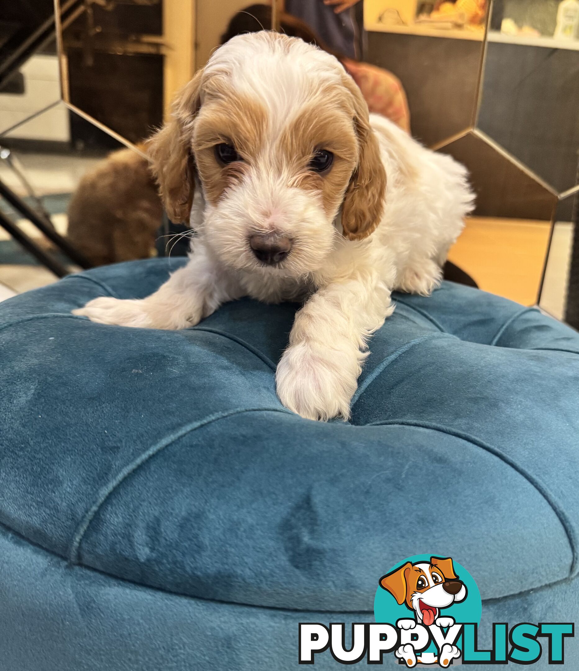 Beautiful Red Toy Cavoodle