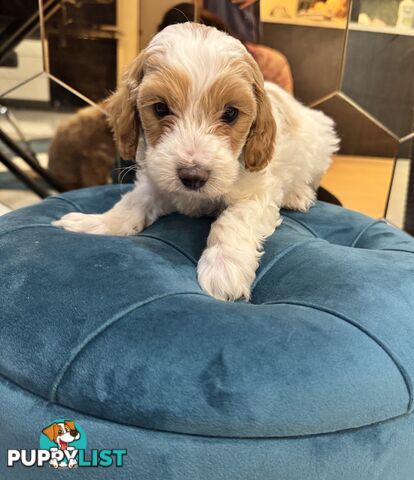 Beautiful Red Toy Cavoodle