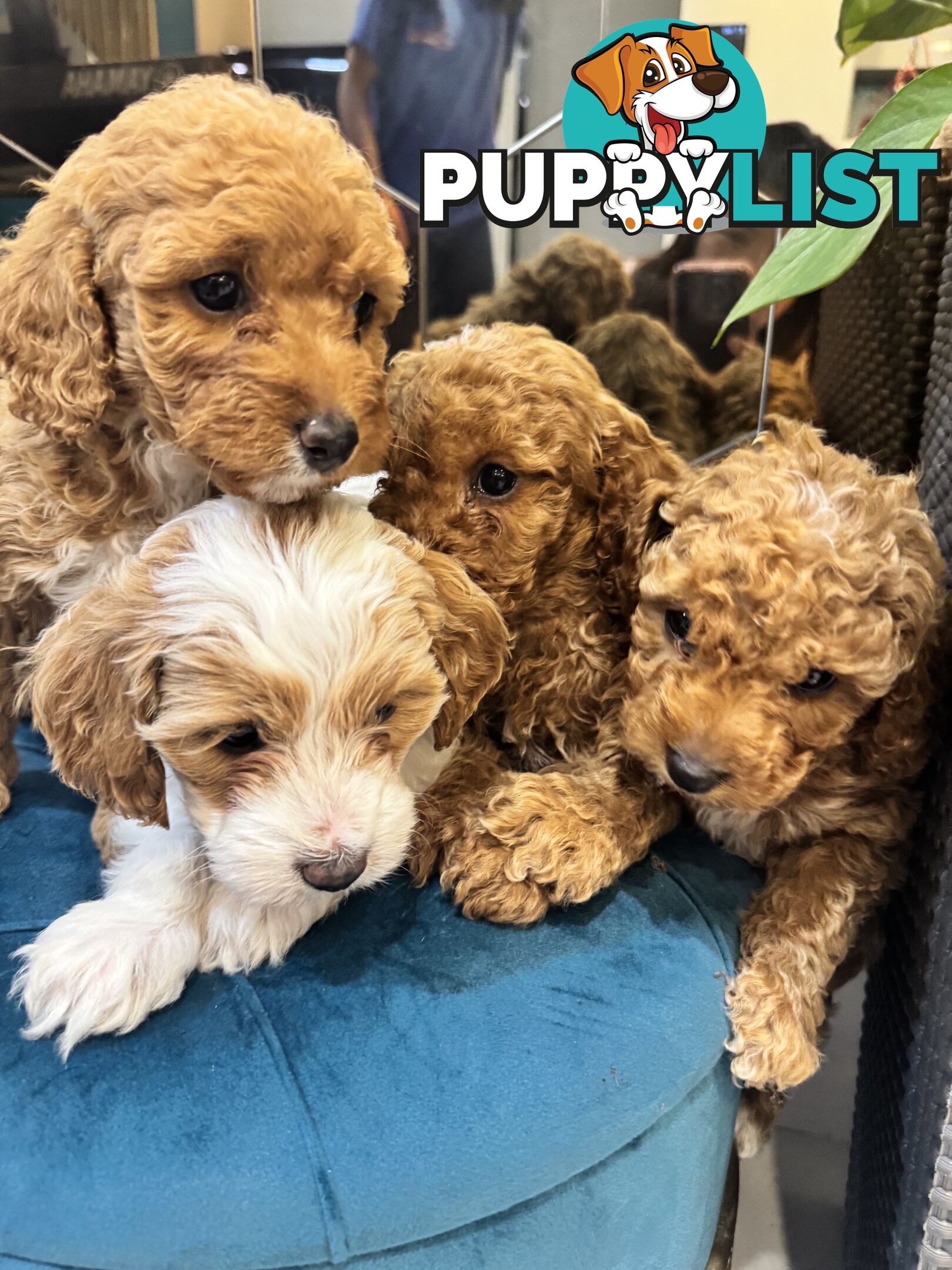 Beautiful Red Toy Cavoodle