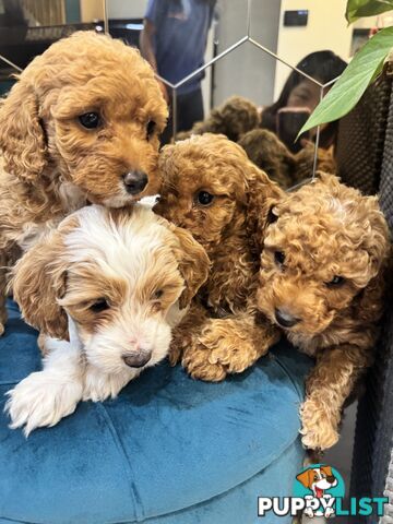 Beautiful Red Toy Cavoodle