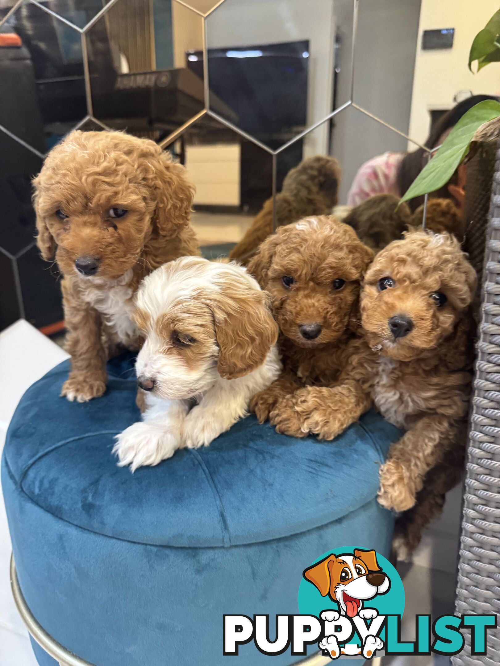 Beautiful Red Toy Cavoodle