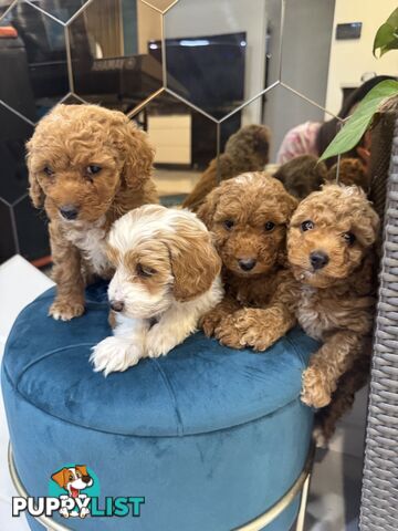 Beautiful Red Toy Cavoodle