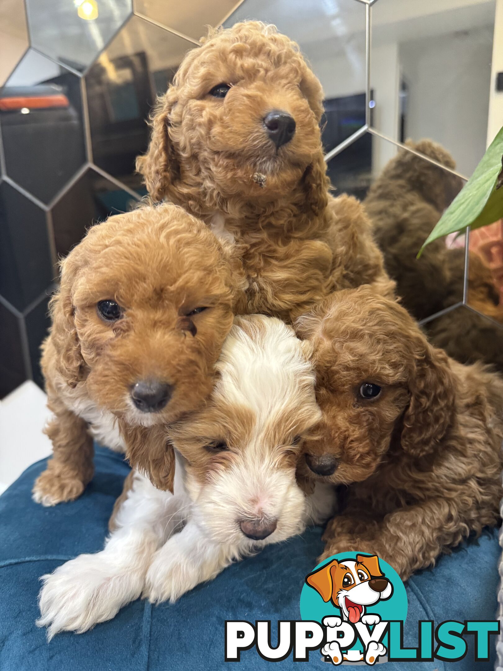 Beautiful Red Toy Cavoodle