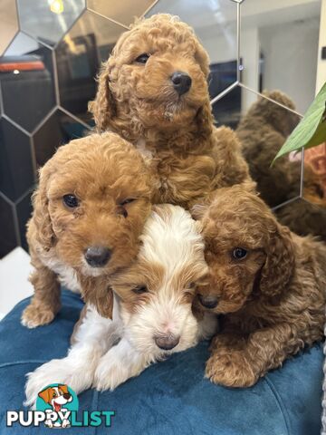 Beautiful Red Toy Cavoodle