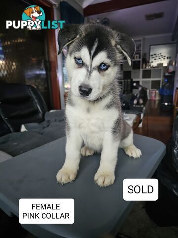 Siberian Husky Puppies ready 14th feb