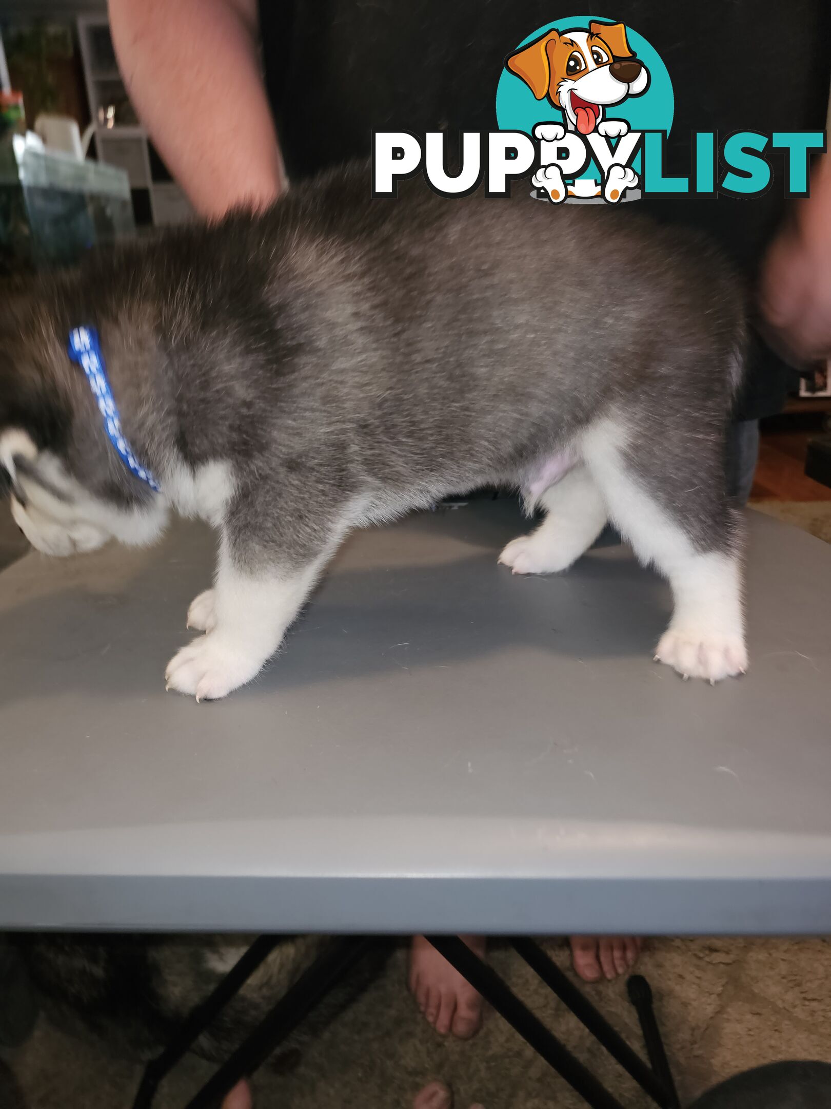 Siberian Husky Puppies ready 14th feb