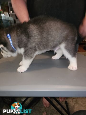 Siberian Husky Puppies ready 14th feb